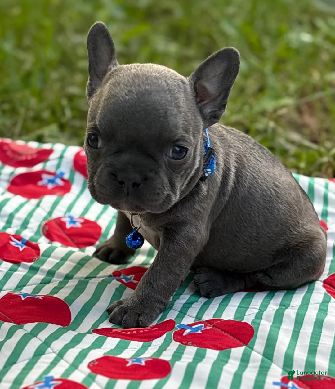 French Bulldog dogs for sale: JET BLUE - Ad 1