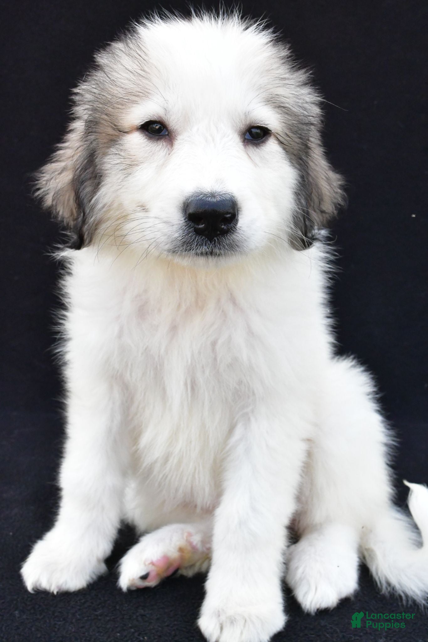Great Pyrenees dogs Marnita - Ad 2