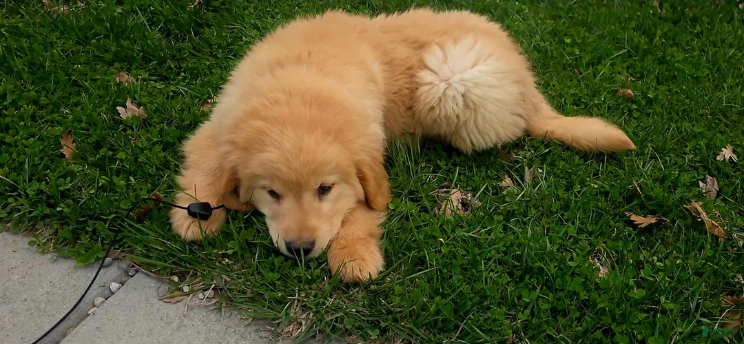 Golden Retriever dogs for sale: Golden Retriever Puppy 1 - Ad 2