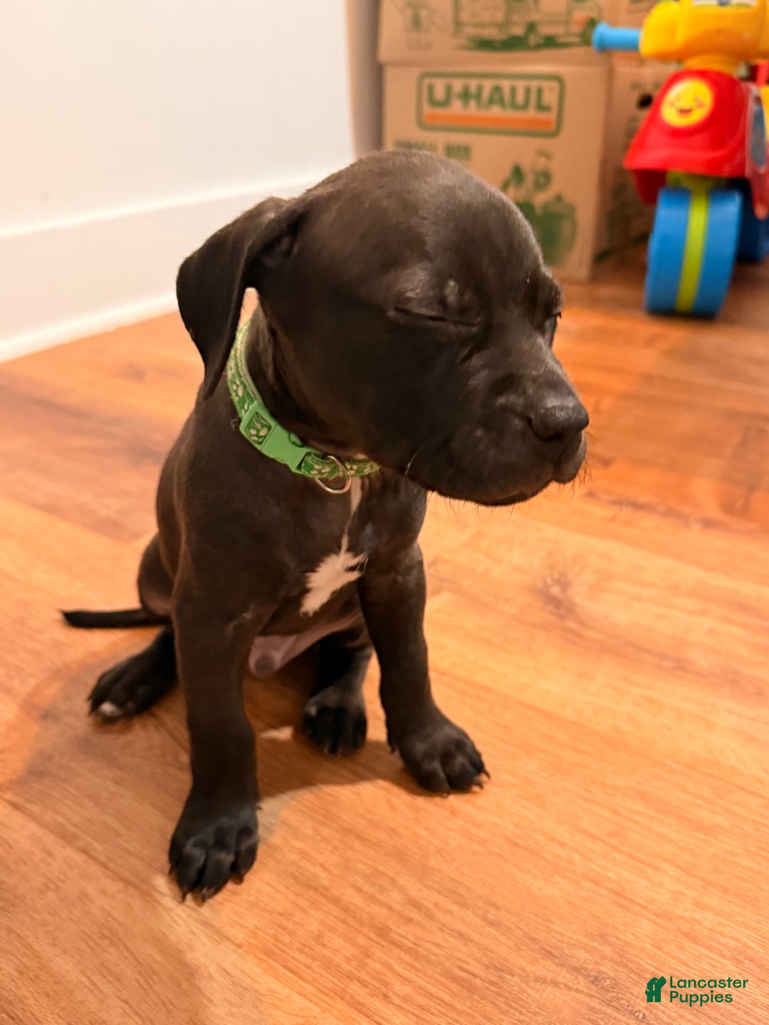 Mixed Breed dogs for sale: Pup Orange - Ad 4