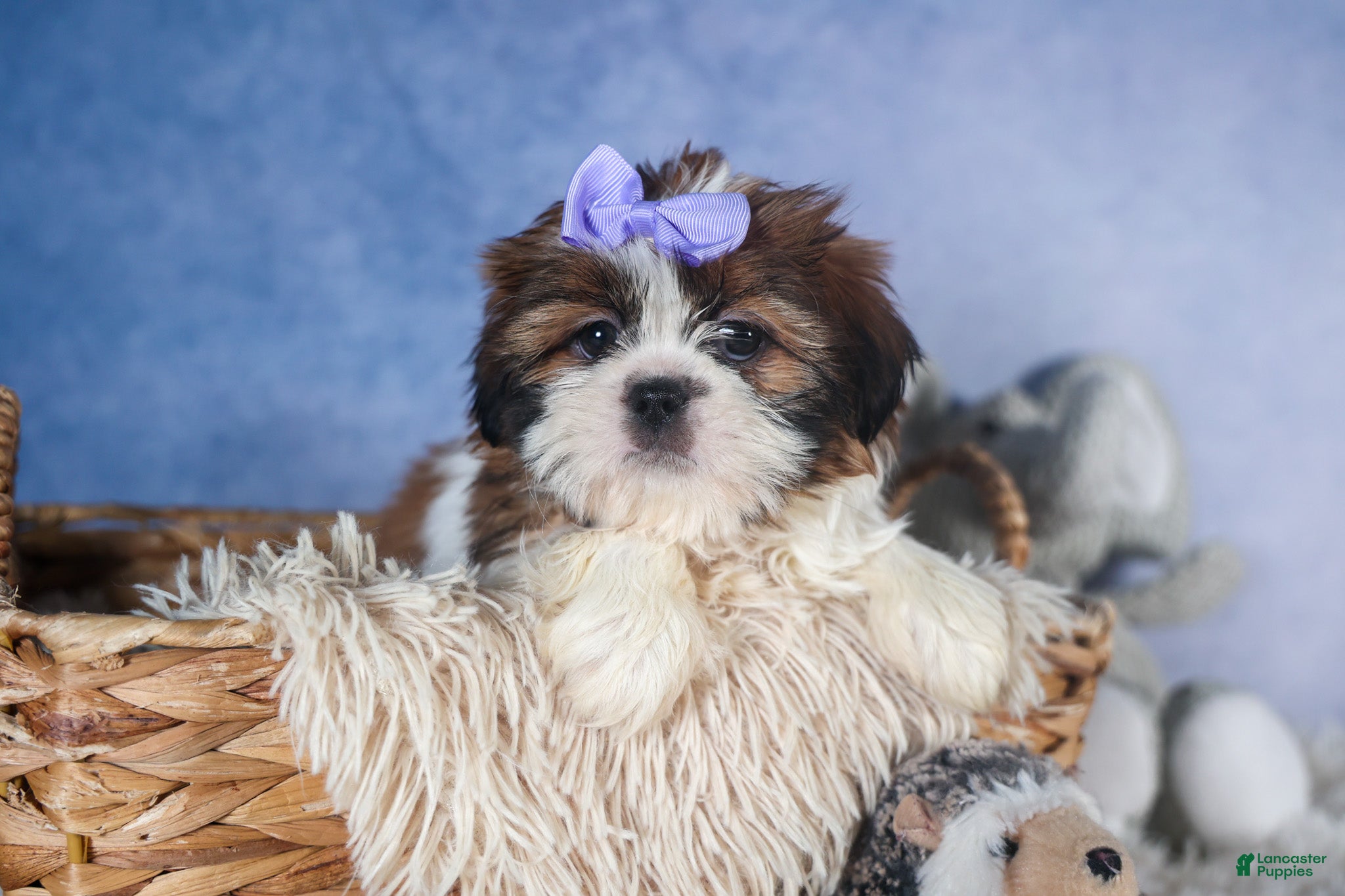 Shih Tzu dogs CHLOE - Ad 1