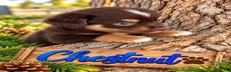 Miniature Australian Shepherd dogs for sale: Chestnut - Ad 6