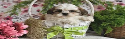 Shih Tzu dogs for sale: Ray - Ad 5