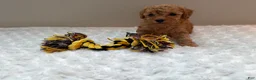 Toy Poodle dogs for sale: Teacup Toy Poodle boy  - Ad 9