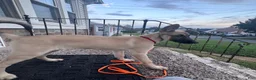 Mixed Breed dogs for sale: Stella - Ad 5