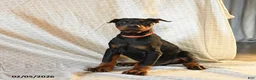 Doberman Pinscher dogs for sale: Rufus - Ad 1