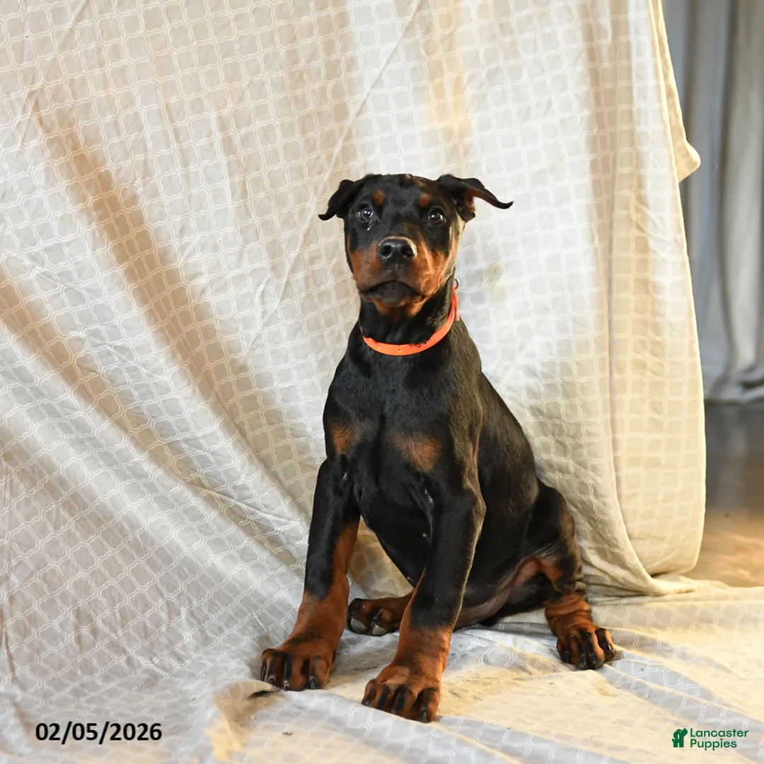 Doberman Pinscher dogs for sale: Rufus - Ad 1