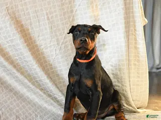 Doberman Pinscher dogs Rufus - Ad 6