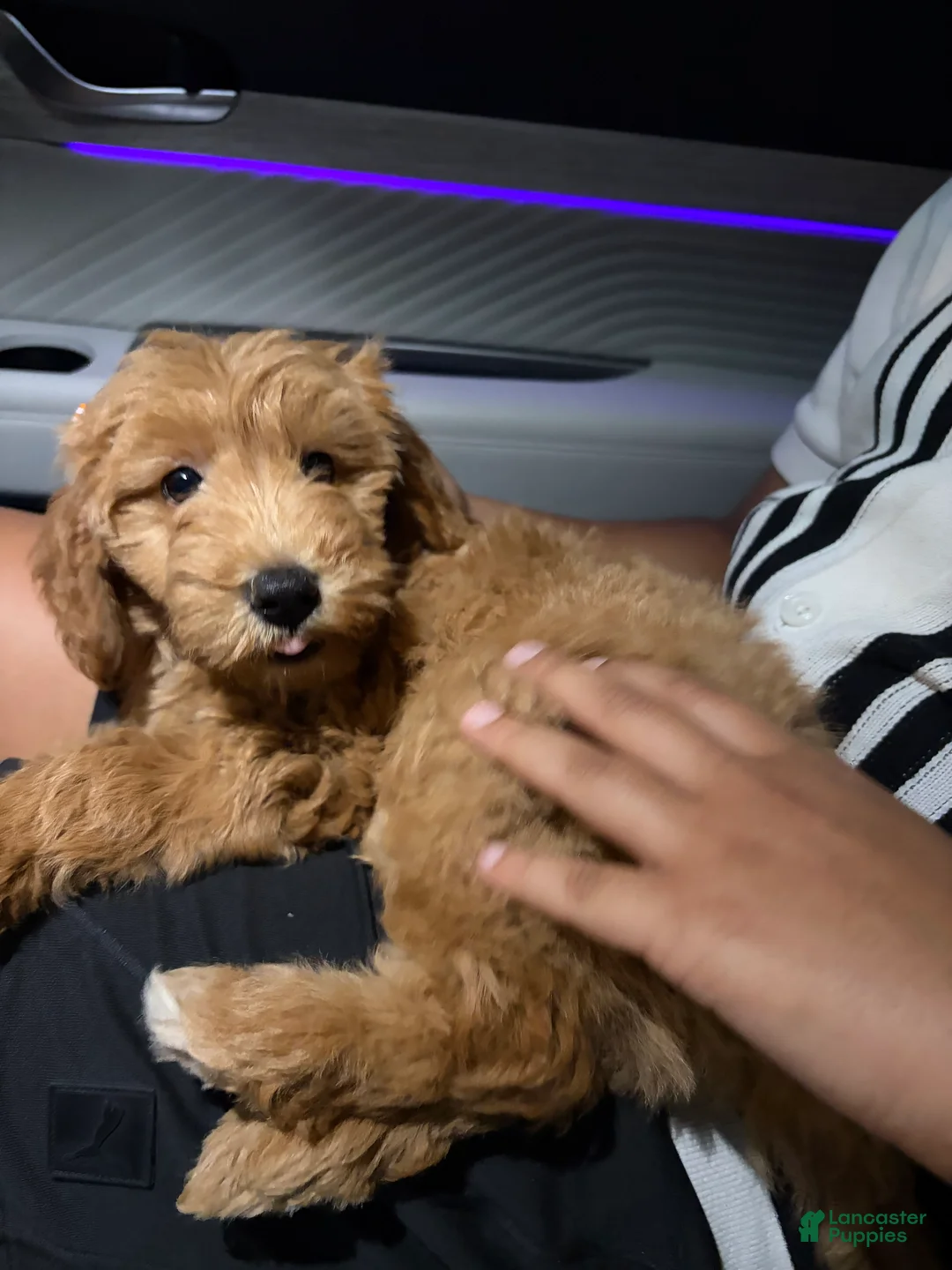 Mini Goldendoodle dogs for sale: Mini Goldendoodle 1 - Ad 2