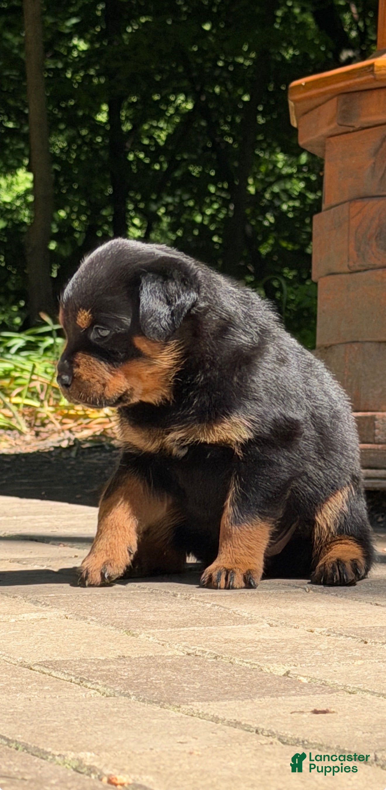 Rottweiler dogs Rottweiler 4 - Ad 6