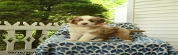 Miniature Australian Shepherd dogs for sale: Dune - Ad 4