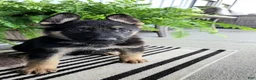 German Shepherd dogs for sale: Lightning - Ad 1