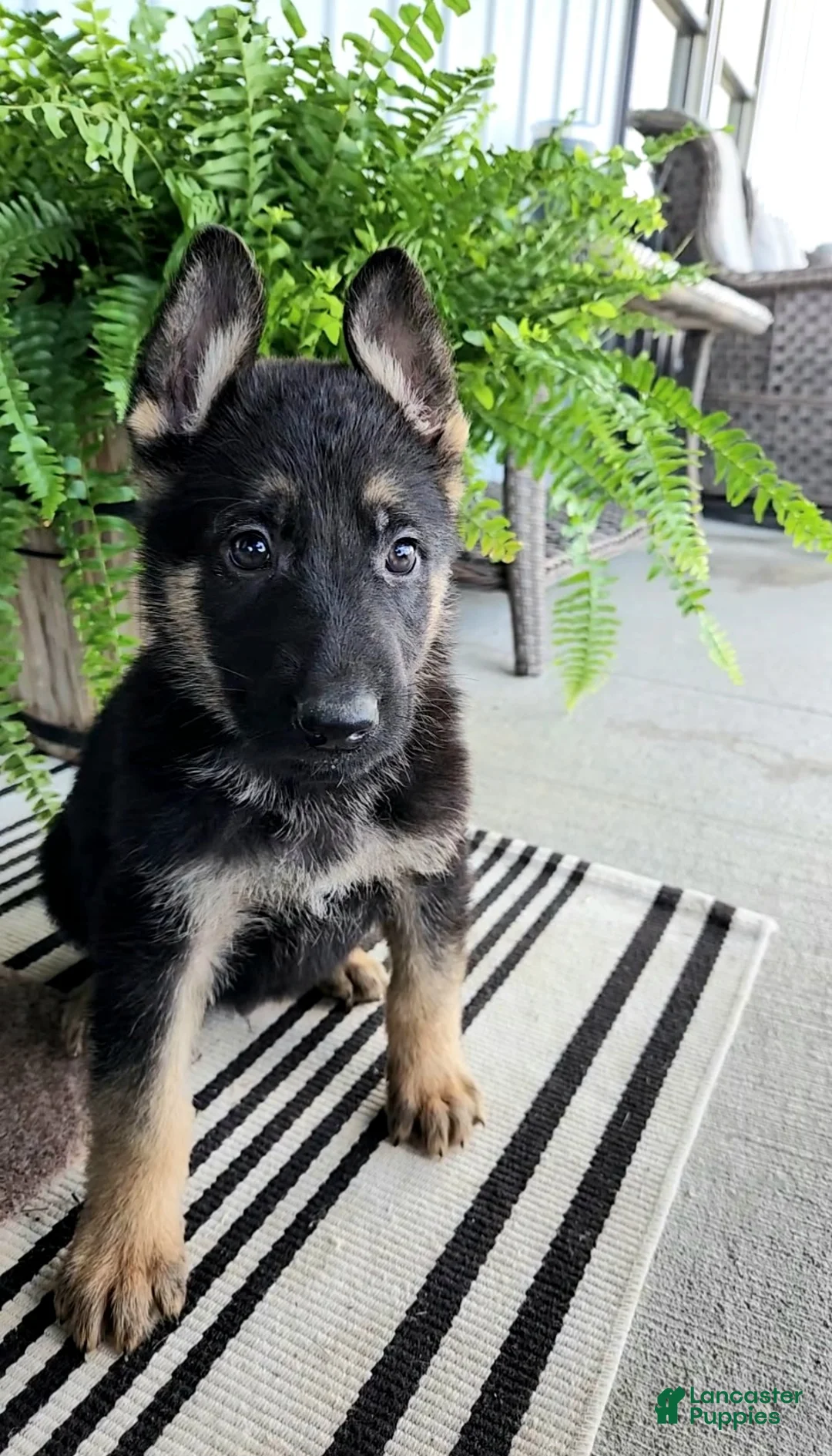 German Shepherd dogs for sale: Lightning - Ad 1