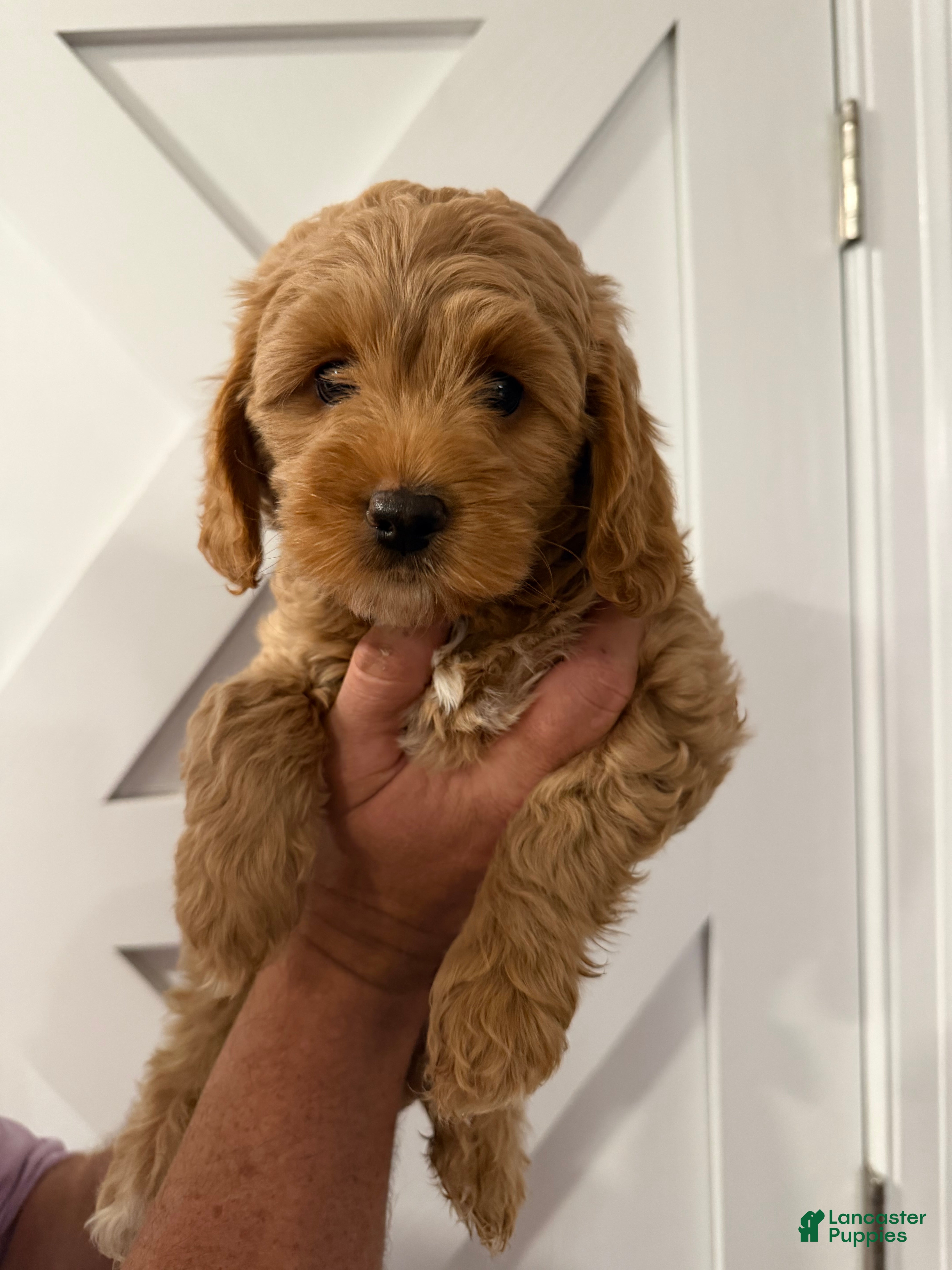 Mini Goldendoodle dogs Taffy - Ad 37