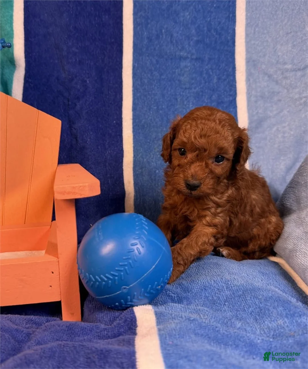 Toy Poodle dogs for sale: Nicko  - Ad 2
