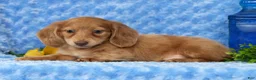 Miniature Dachshund dogs for sale: Wilmer - Ad 6