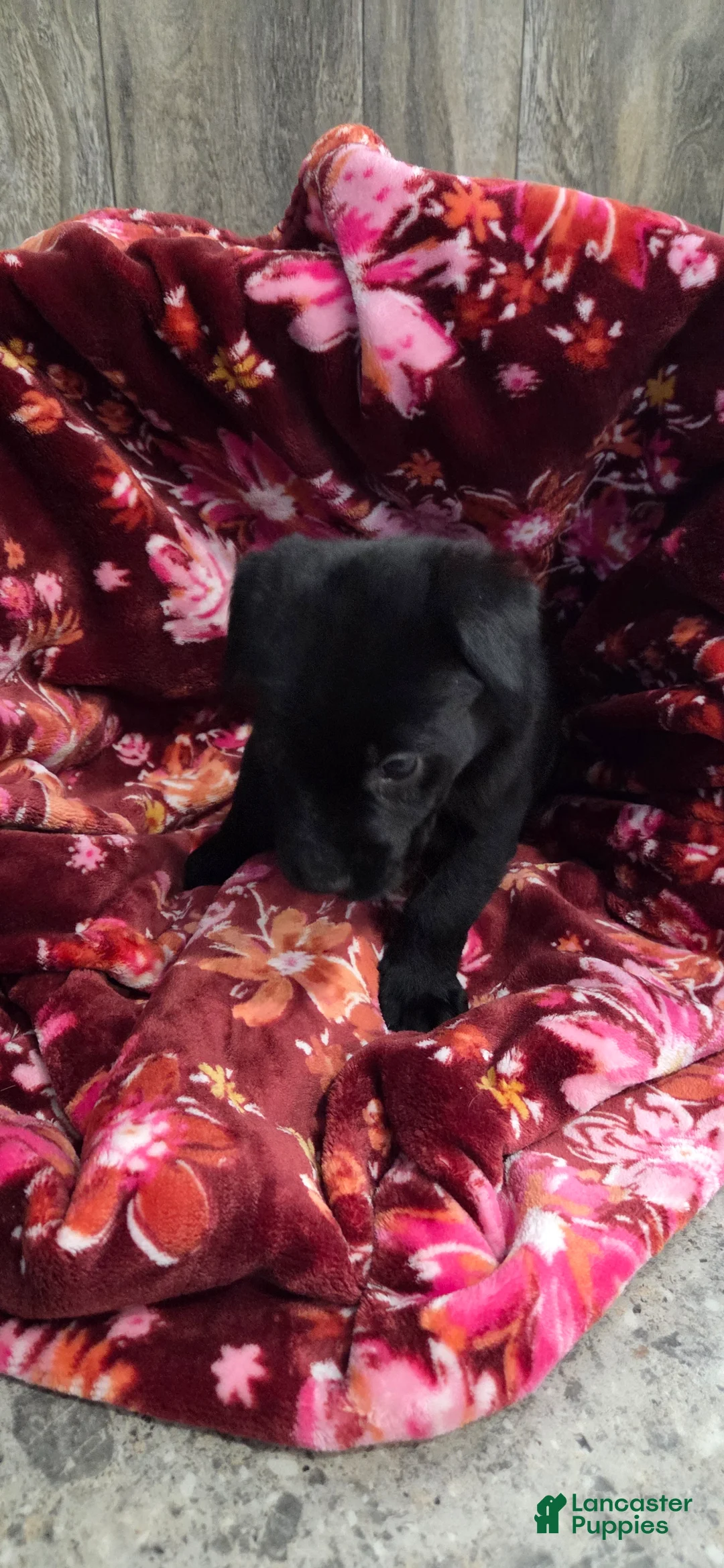 Labrador Retriever dogs for sale: Sadie - Ad 3