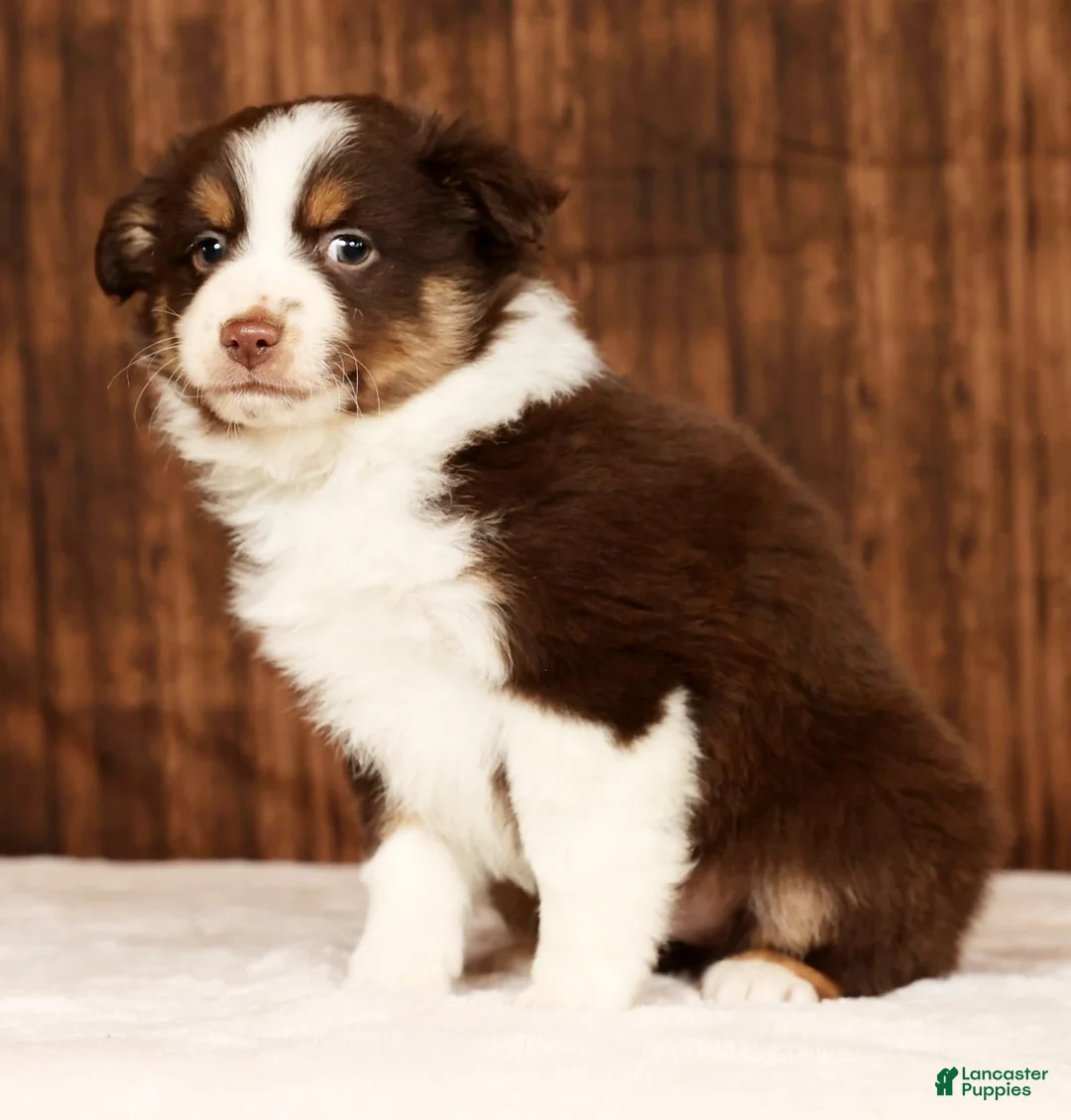 Miniature Australian Shepherd dogs for sale: Shadow - Ad 5