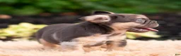 French Bulldog dogs for sale: Baby yoda - Ad 6
