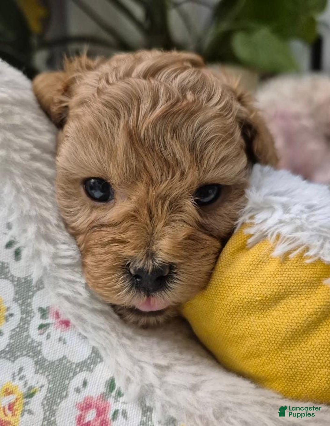 Maltipoo dogs for sale: Billy - Ad 20