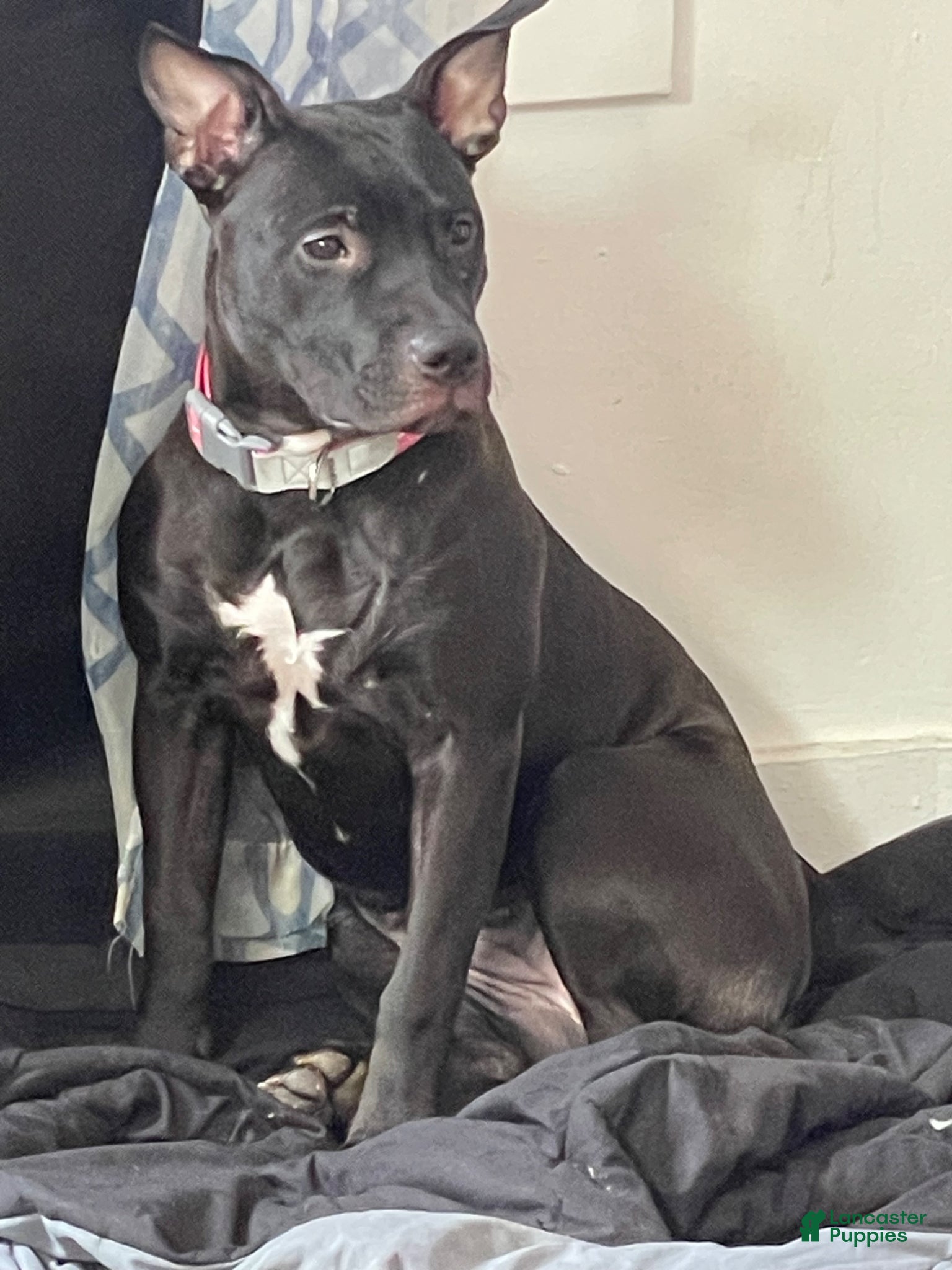 Mixed Breed dogs Nova - Ad 24