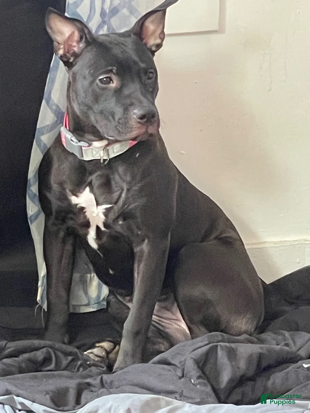 Mixed Breed dogs for sale: Nova - Ad 1