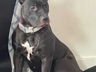 Mixed Breed dogs Nova - Ad 24