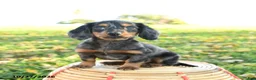 Miniature Dachshund dogs for sale: Leaf - Ad 1