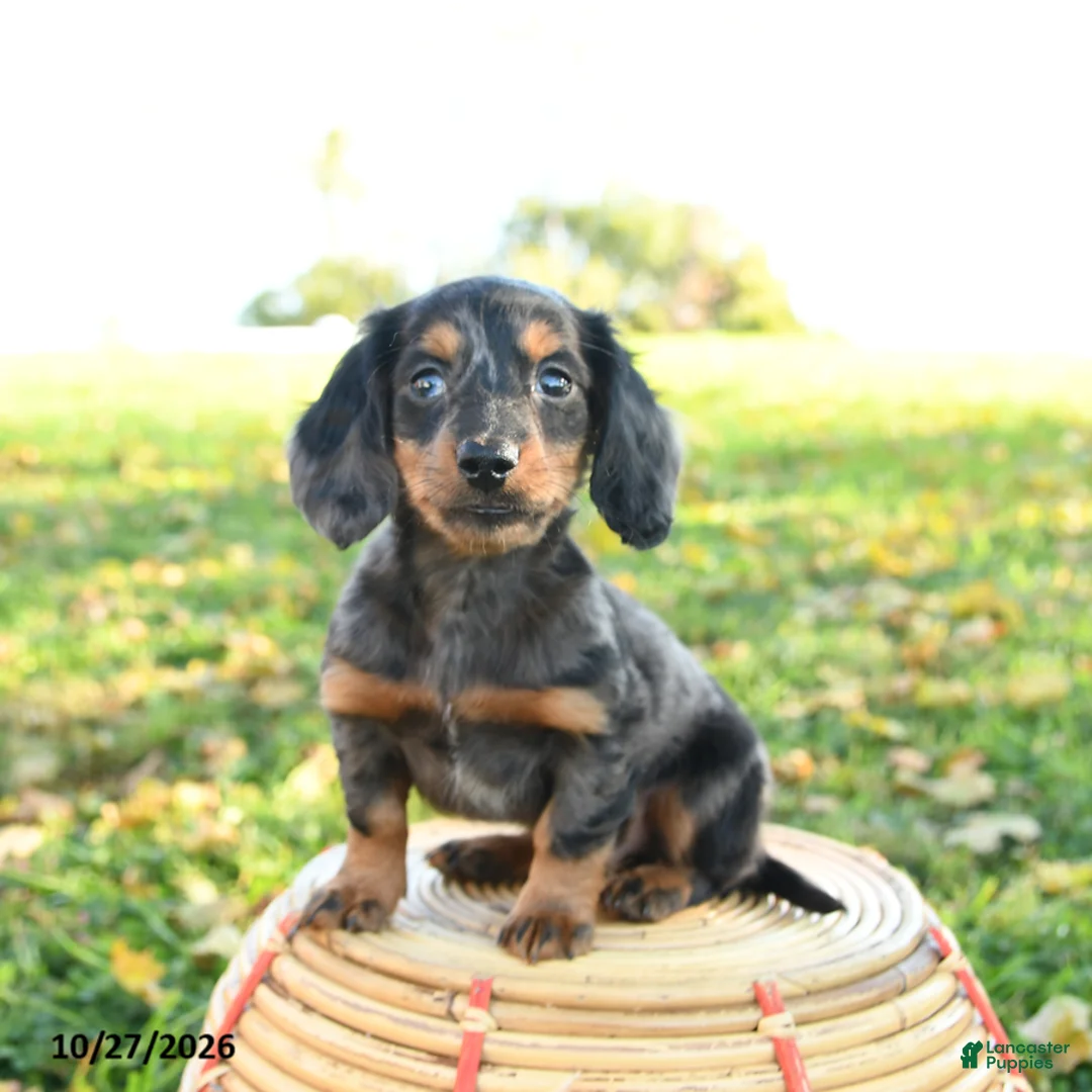 Miniature Dachshund dogs for sale: Leaf - Ad 1
