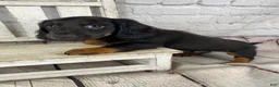 Miniature Dachshund dogs for sale: Bo - Ad 11