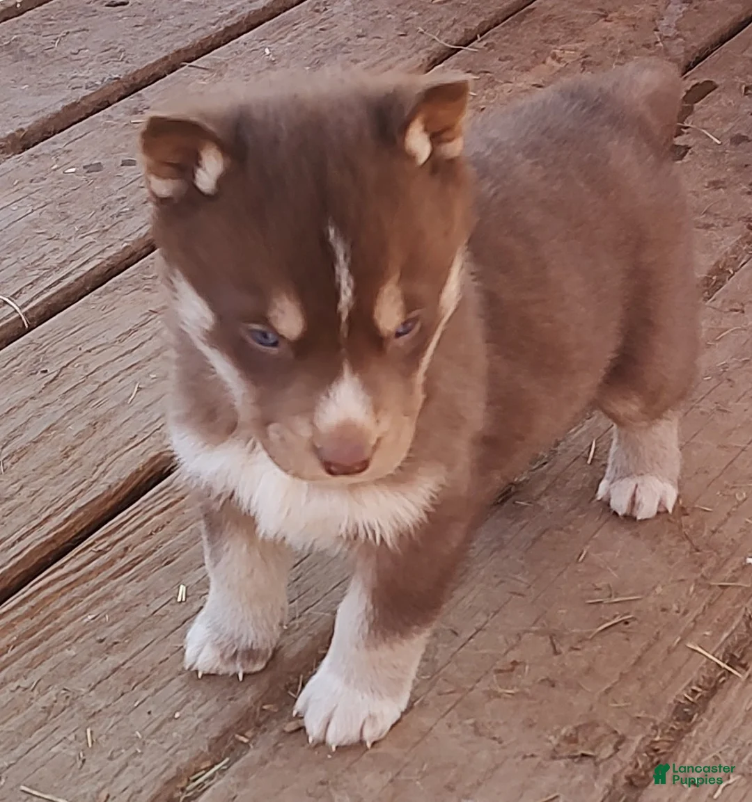 Siberian Husky dogs for sale: Siberian Husky Puppy 3 - Ad 4