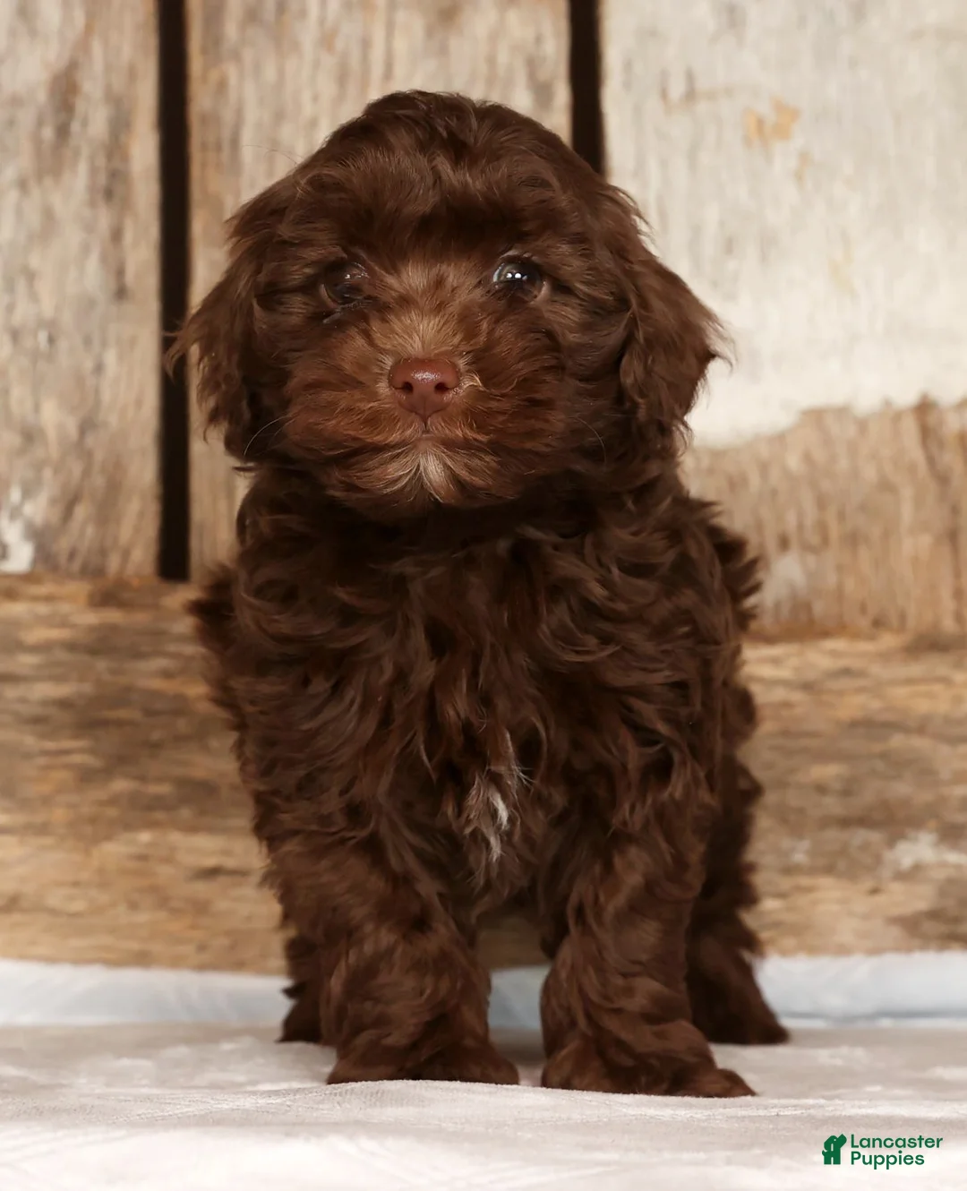 Havapoo dogs for sale: Dozer - Ad 3