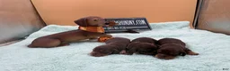 Miniature Dachshund dogs for sale: Pra clear AKC russian - Ad 2