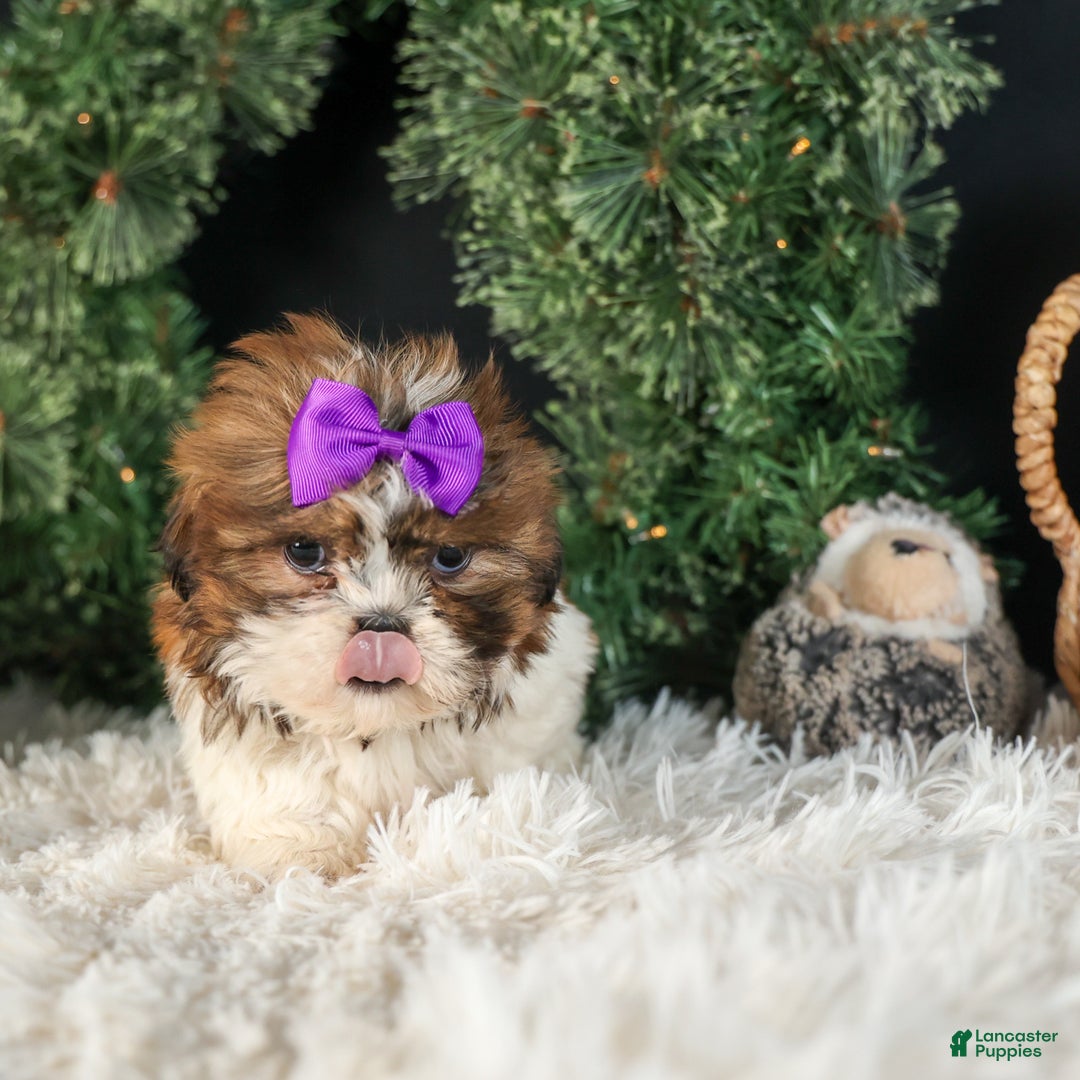 Shih Tzu dogs for sale: RUBY - Ad 8