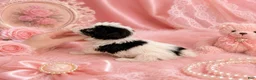 Morkie dogs for sale: Teacup/Pocketbook Morkie 1 - Ad 3