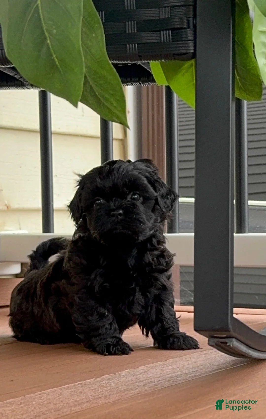 Shih Tzu dogs for sale: Shih Tzu 2 - Ad 2