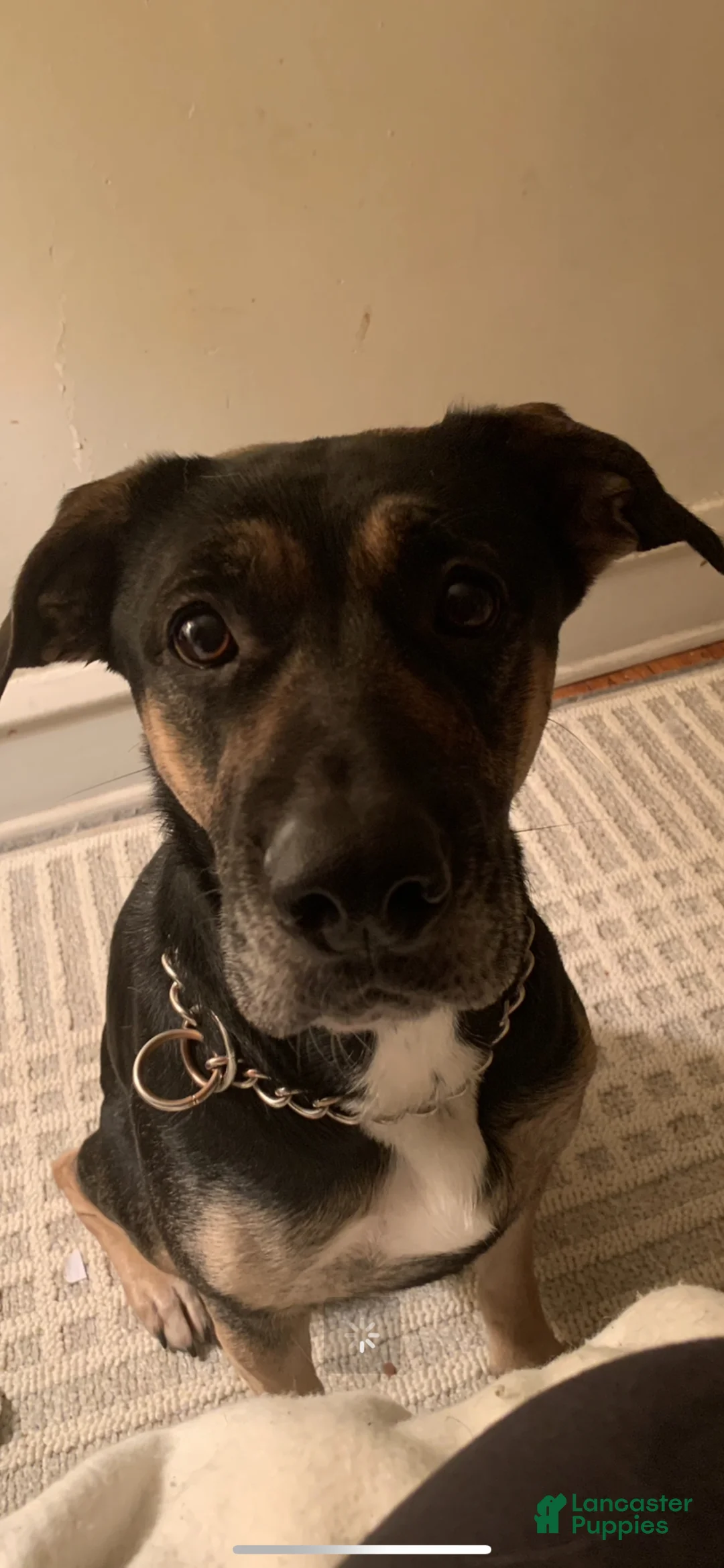 Mixed Breed dogs for sale: Mixed Breed Puppy 4 baby blue  - Ad 2