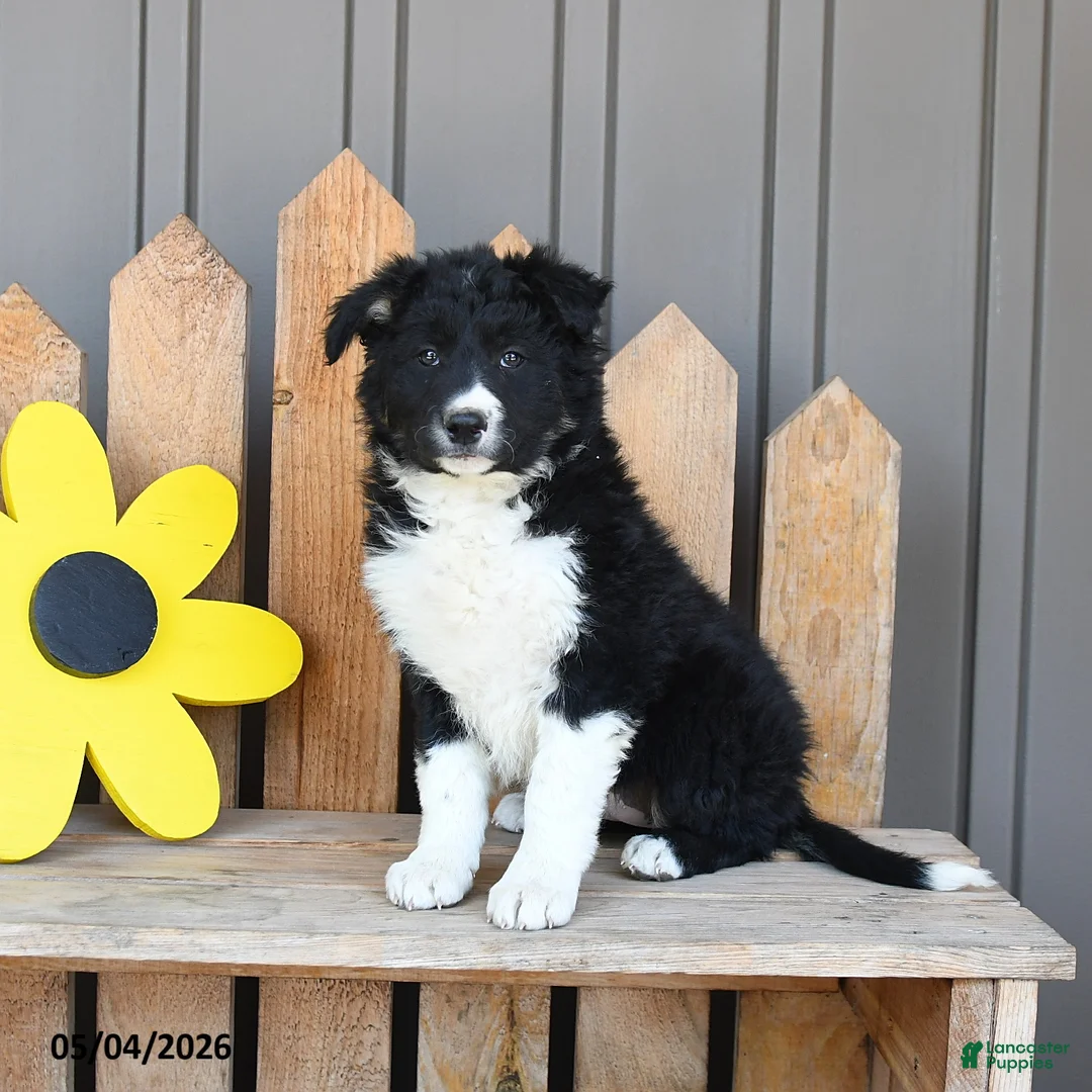 Border Collie dogs for sale: Florence - Ad 1