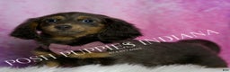 Miniature Dachshund dogs for sale: Eclipse - Ad 4