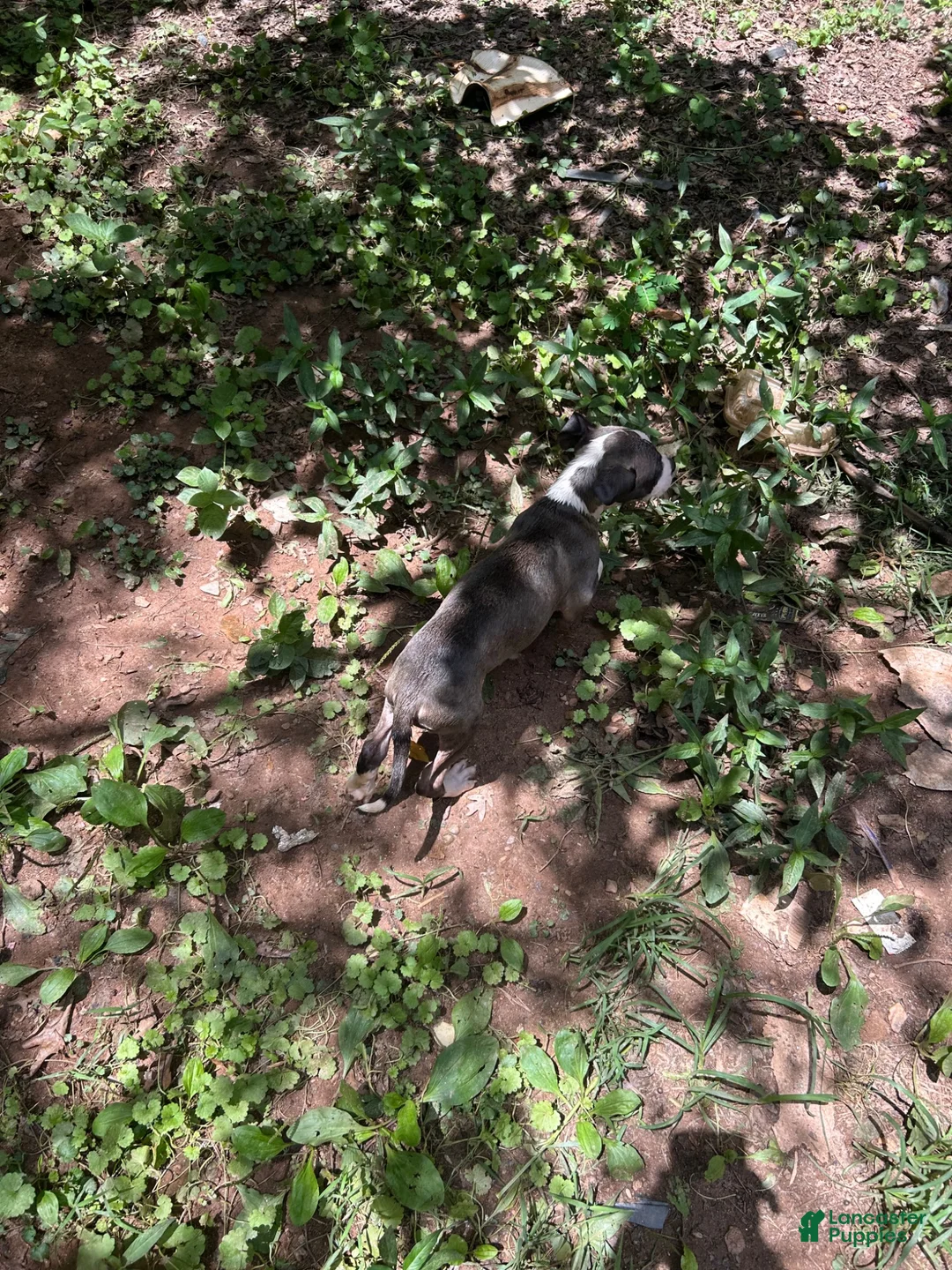 Mixed Breed dogs for sale: Mixed Breed 1 - Ad 2