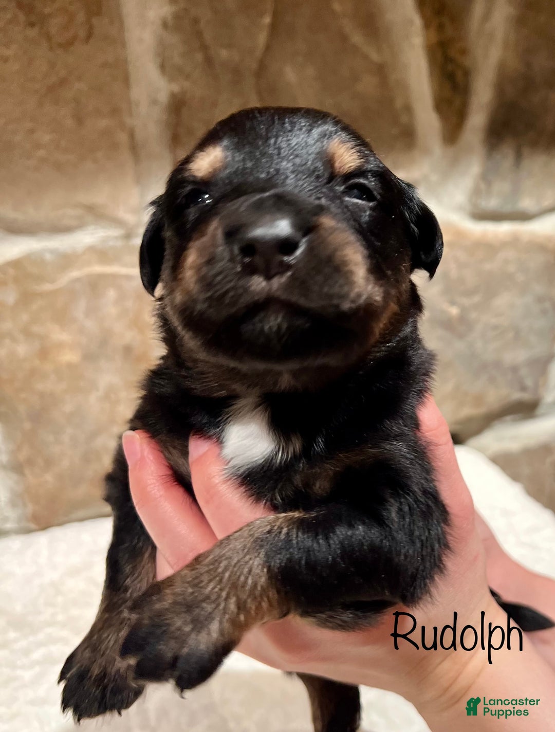 Australian Shepherd dogs for sale: Rudolph - Ad 1