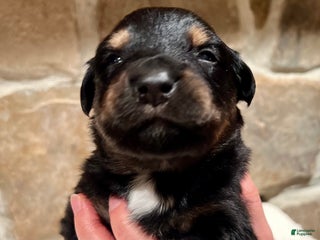 Australian Shepherd dogs Rudolph - Ad 2