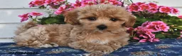 Maltipoo dogs for sale: Casper - Ad 4