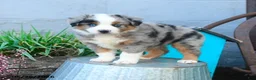 Miniature Australian Shepherd dogs for sale: Peter - Ad 1