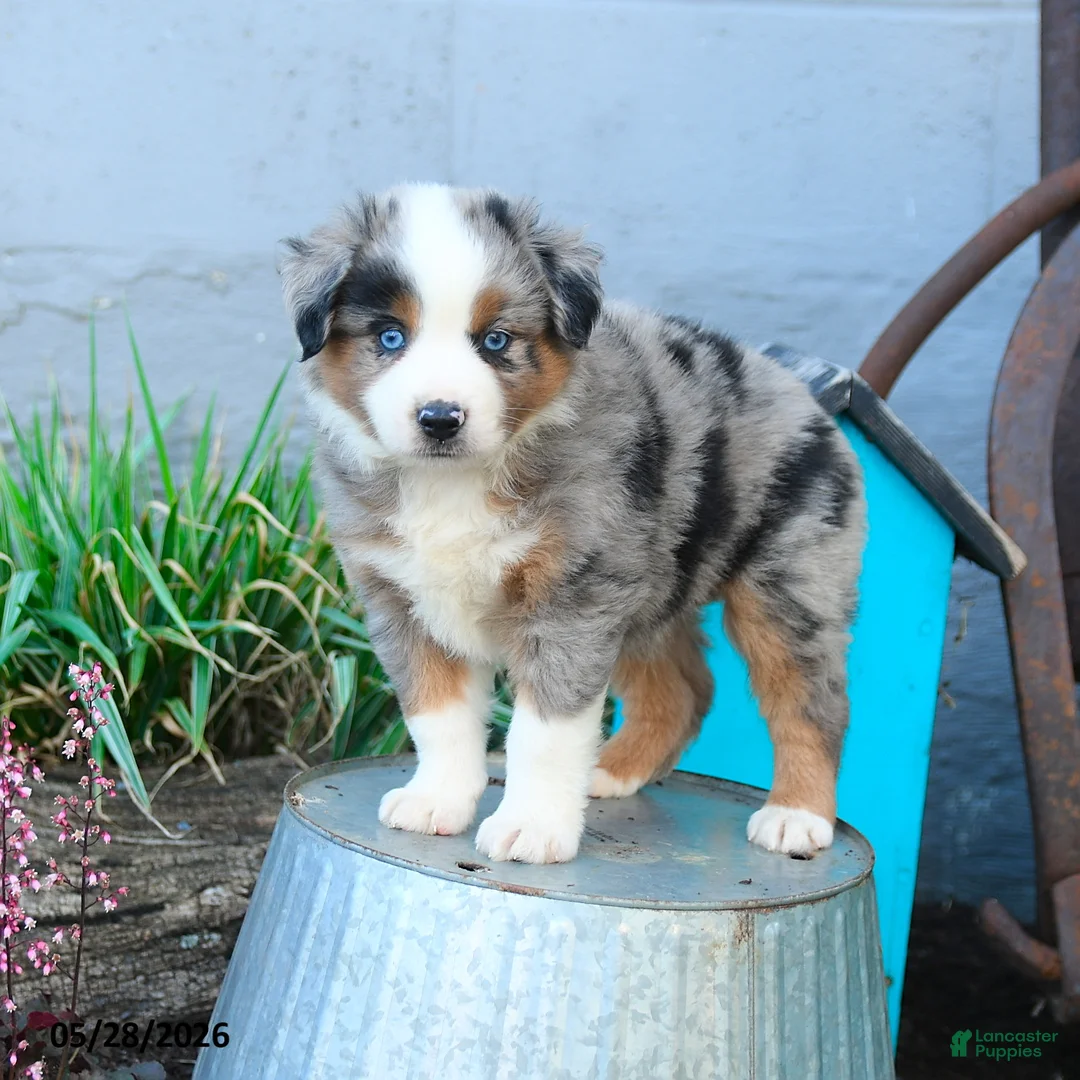 Miniature Australian Shepherd dogs for sale: Peter - Ad 1