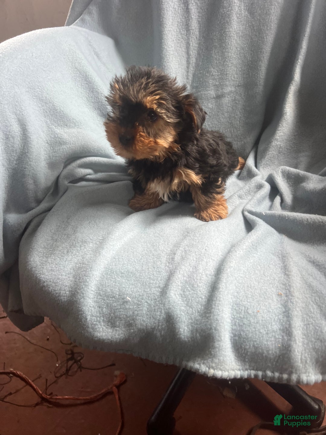 Yorkshire Terrier dogs for sale:  Cory  - Ad 2