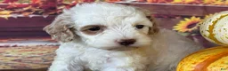 Cockapoo dogs for sale: Channel - Ad 5