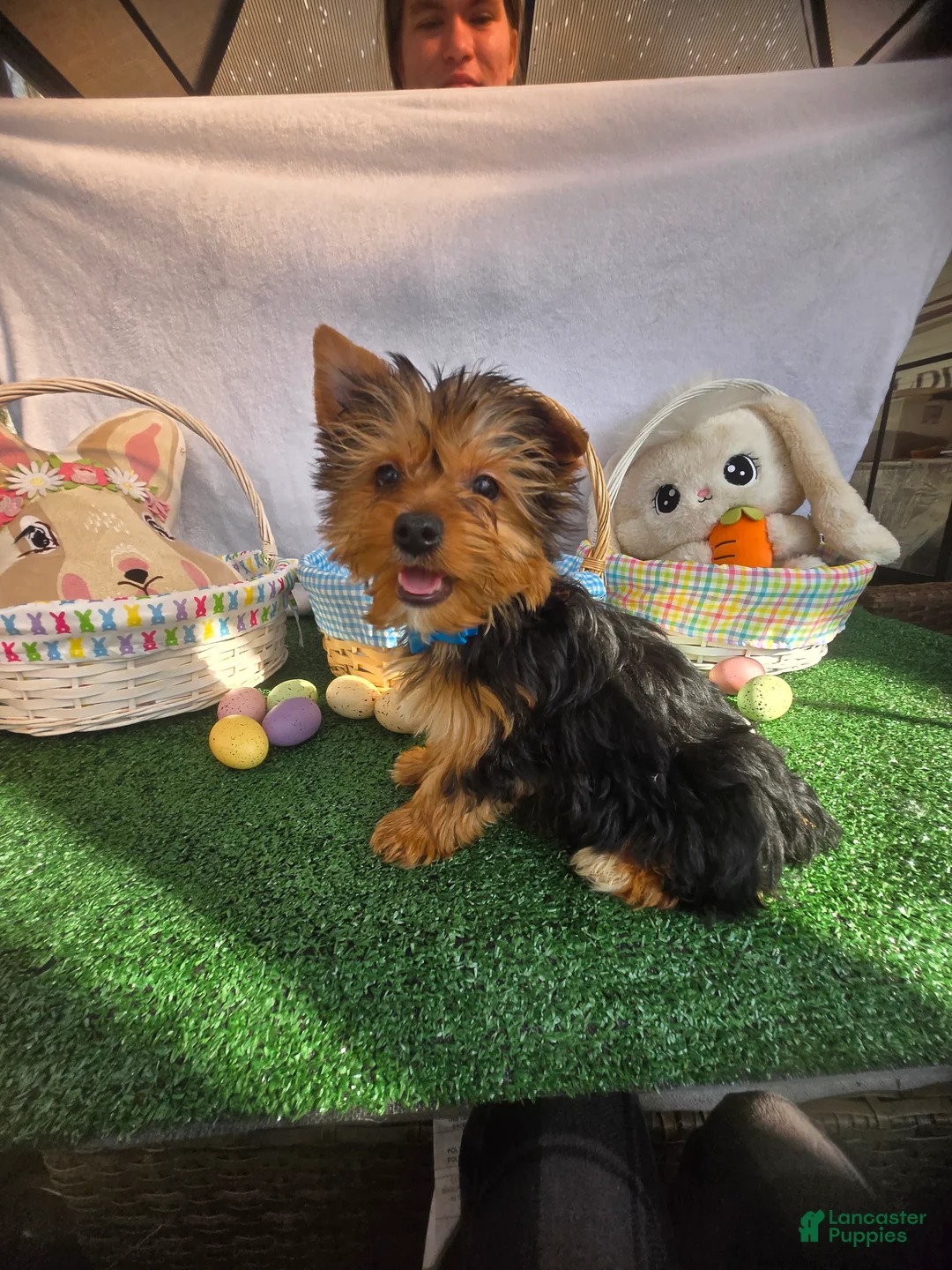 Yorkshire Terrier dogs for sale: Yorkshire Terrier Boy 1 - Ad 6