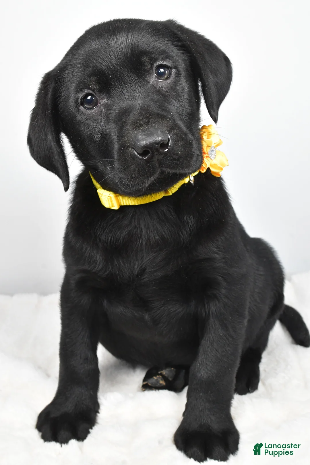 Labrador Retriever dogs for sale: Rusty - Ad 7