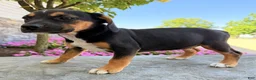 Beabull dogs for sale: Tosha - Ad 7